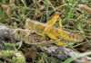 Know your crop pests: Locust