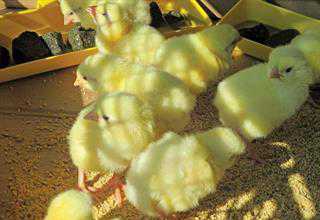 how to become a poultry farmer