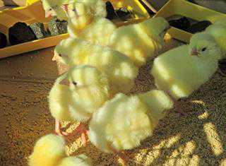 how to become a poultry farmer