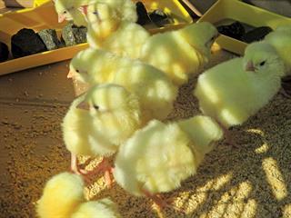 How to become a successful poultry farmer How to become a successful poultry farmer