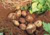 Growing potatoes