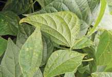 Other important fungal leaf diseases in green beans