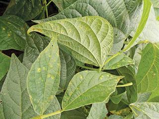 Other important fungal leaf diseases in green beans Other important fungal leaf diseases in green beans