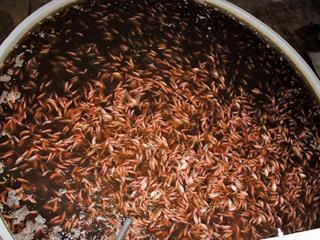 The limits of stocking rates for aquaculture The limits of stocking rates for aquaculture