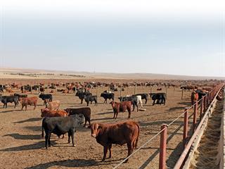 Owning the value chain – Boran stud’s success story Owning the value chain – Boran stud’s success story