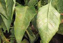 More on controlling powdery mildew in peppers