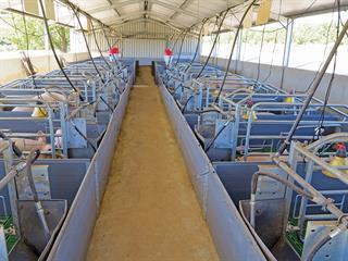 Piggery ventilation Piggery ventilation