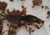 Know your crop pests: The mole cricket