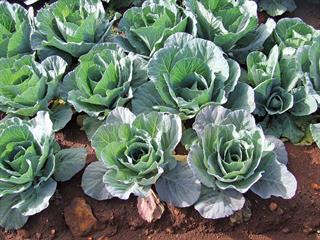 Know your soil – Part 5: the value of phosphorous Know your soil – Part 5: the value of phosphorous