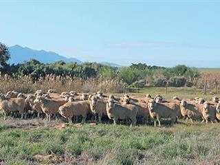 How Dohne Merino & medics can boost wheat income How Dohne Merino & medics can boost wheat income
