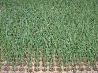 The cavity seedling option The cavity seedling option