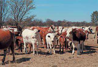 A rare crossbreeding project