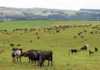How to get the best from ryegrass pasture
