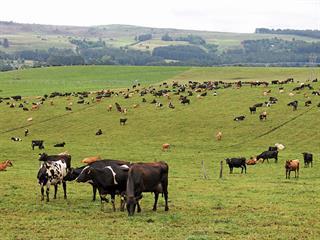 How to get the best from ryegrass pasture How to get the best from ryegrass pasture