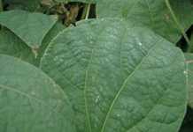 Growing in hot and dry conditions – Part 1