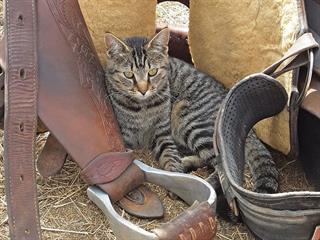 How to get rid of rats in your stables How to get rid of rats in your stables