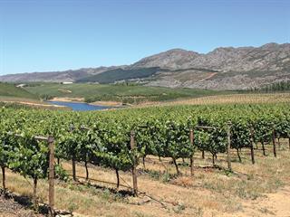 What’s good for apples, is good for wine What’s good for apples, is good for wine