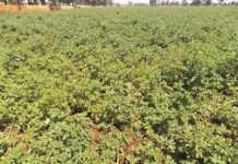 Learning from the lands