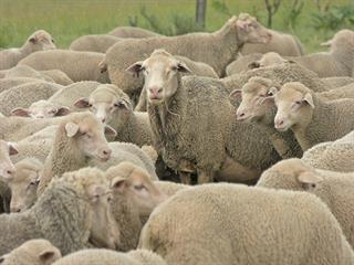 Wauldby Dohne Merinos: on the veld for 68 years! Wauldby Dohne Merinos: on the veld for 68 years!