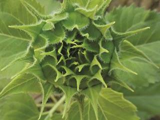 Sunflower basics – Part 2 Sunflower basics – Part 2