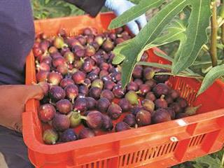 Finding the fig niche Finding the fig niche