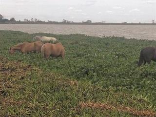 About equine leptospirosis About equine leptospirosis