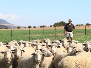 Sheep on pasture in Clanwilliam Sheep on pasture in Clanwilliam