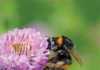 Smallholder farmers should welcome wild bees