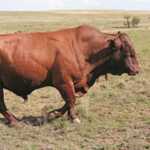 breeding bonsmaras