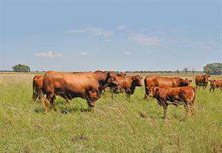 The Vaalharts beef cattle crossbreeding project