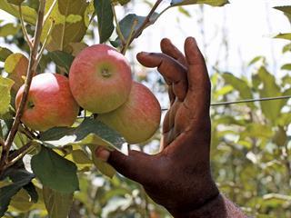 Free State apple farmers’ climate-smart management Free State apple farmers’ climate-smart management