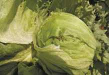 Controlling bollworm in lettuce