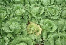 Economical pest control