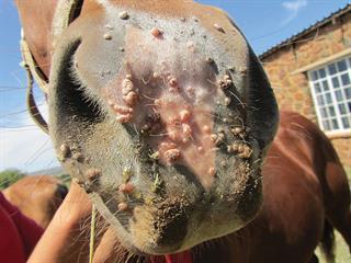 How serious are those warts on a horse’s muzzle? How serious are those warts on a horse’s muzzle?