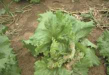 When lettuce goes viral