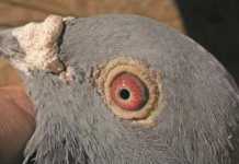 Do the eyes have it?