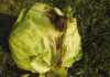 Bacterial diseases of lettuce