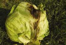 Bacterial diseases of lettuce
