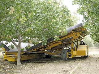 Mechanising pecan production Mechanising pecan production