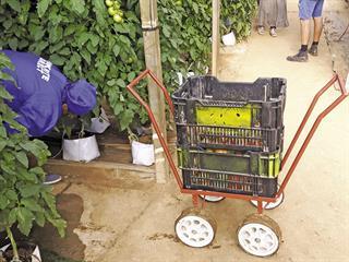 How to achieve profitable hydroponic production How to achieve profitable hydroponic production