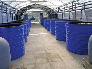 Rating recirculating systems for tilapia Rating recirculating systems for tilapia