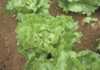 How to deal with big-vein virus and tipburn in lettuce
