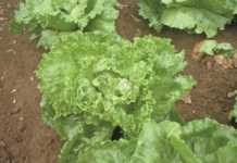 How to deal with big-vein virus and tipburn in lettuce