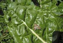 The benefits of holistic pest control