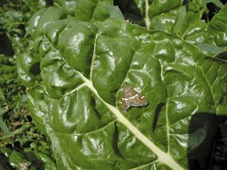 The benefits of holistic pest control The benefits of holistic pest control