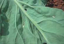 Using IPM for diamondbacks