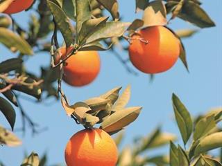 SA orange juice types: research finds qualitative differences SA orange juice types: research finds qualitative differences