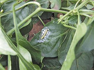 Pest control with benefical insects Pest control with benefical insects