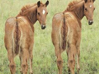 Learn about cloned horses