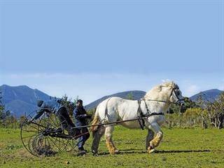 A passion for Percherons A passion for Percherons